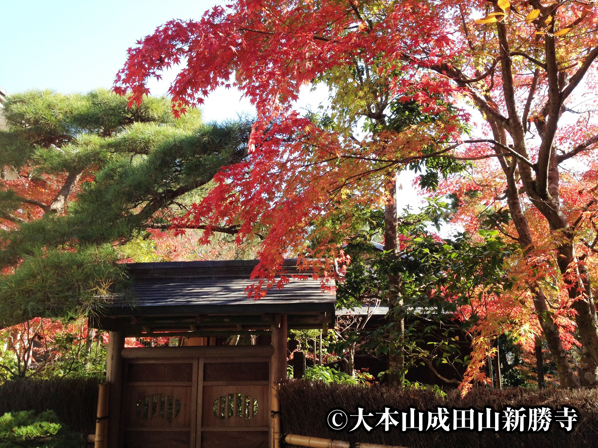 見頃を迎えた紅葉の名所